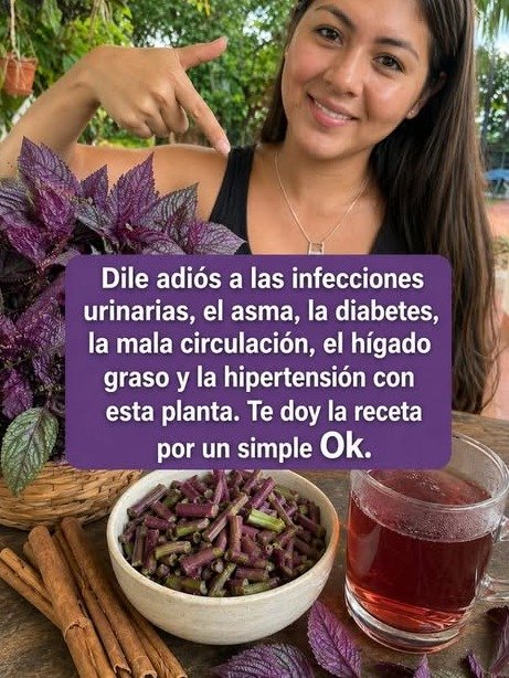 ¡No Es Solo Tequila! Descubre los 7 Secretos del Maguey que Transformarán Tu Salud y Nadie Te Ha Contado