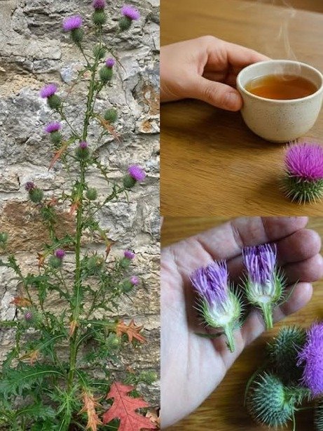 ¡ALERTA! Esta 'Mala Hierba' Esconde un Tesoro: La Raíz de Cardo (Bull Thistle) Que Podría REVOLUCIONAR Tu Salud (Beneficios, Usos y Recetas Sorprendentes)