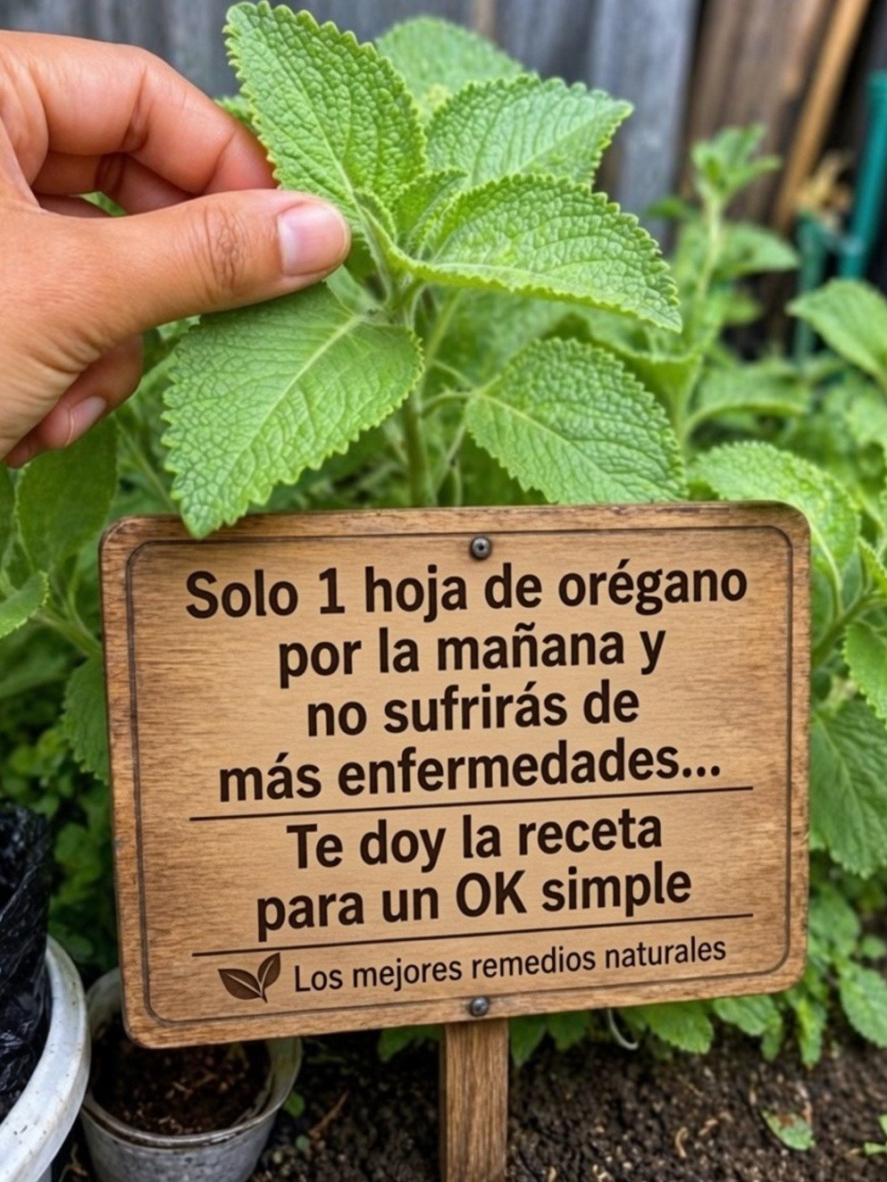 ¡DESVELADO! El Secreto de 1 Hoja de Orégano Orejón al Día que Tu Cuerpo Te Rogará Probar (¡Resultados Asombrosos!)