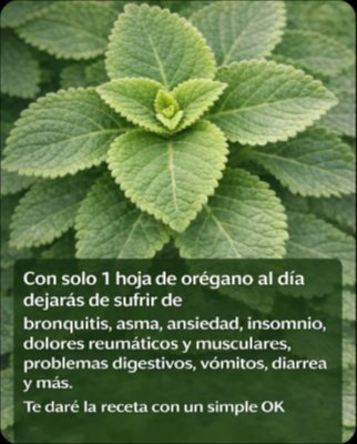 Orégano Orejón: ¿Una Sola Hoja al Día es el Secreto Viral para una Salud de HIERRO o el Mayor MITO de Internet? ¡La Verdad te Impactará!