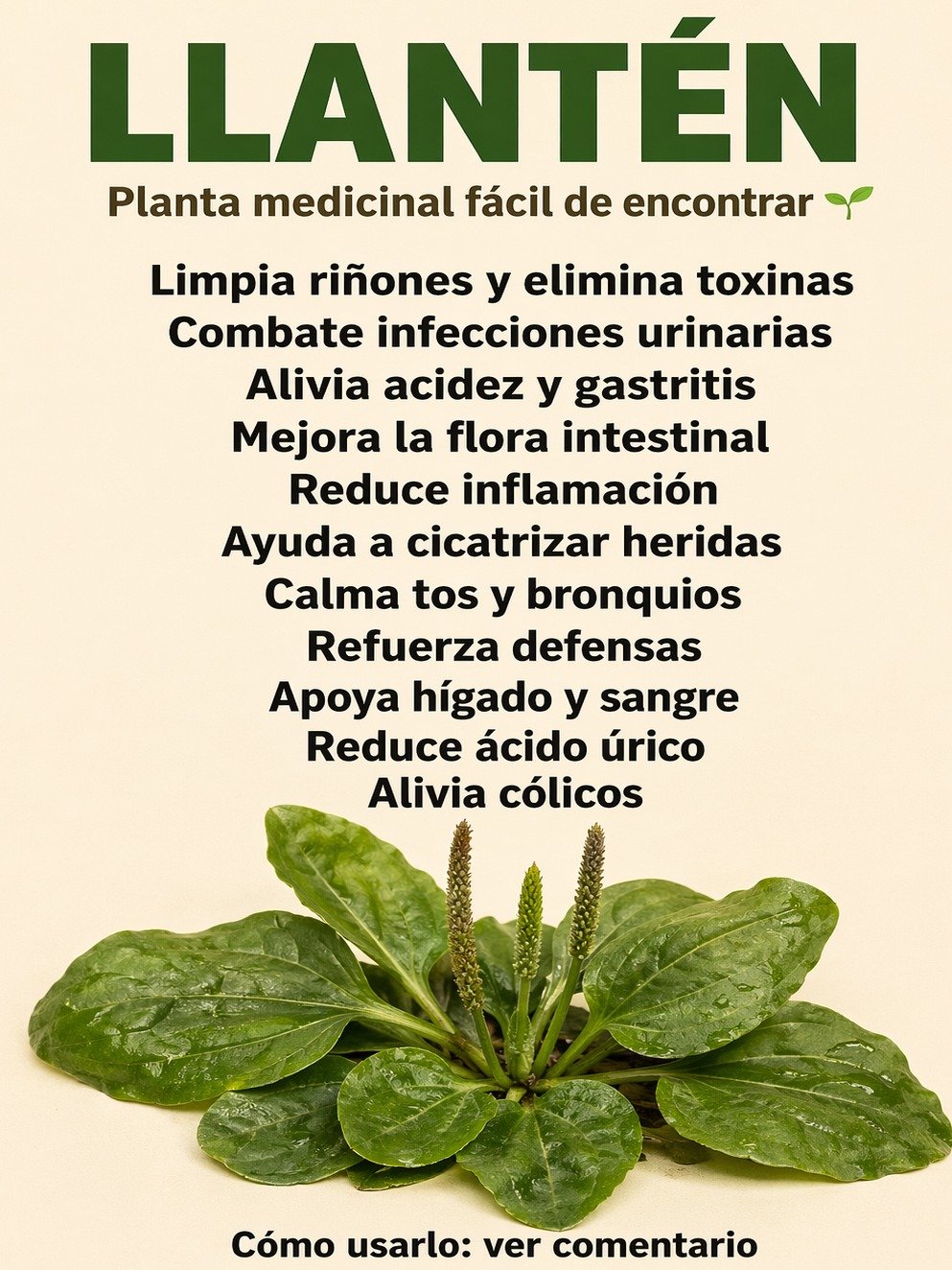 El Secreto Mejor Guardado de la Naturaleza: ¿Por Qué NO estás Usando Llantén para Transformar Tu Salud?