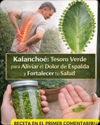 El Secreto Ancestral del Kalanchoe: ¡20 Beneficios Que Transformarán Tu Vida (Y Cómo Usarlo YA)!