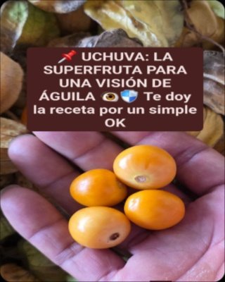 ¡No creerás lo que esta pequeña fruta puede hacer por tus OJOS y tu salud! El secreto de la Uchuva que DEBES conocer AHORA