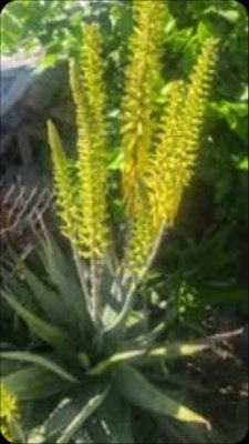 ¡No La Tires! La Flor de Sábila Esconde el Secreto Ancestral para Tu Respiración y Energía que Nadie Te Ha Contado