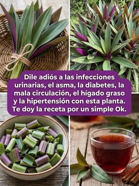 ¡El Secreto Ancestral que Tu Cuerpo Te Está Pidiendo a GRITOS! 🤯 Descubre los 7 Poderes del Maguey que NADIE te ha Contado