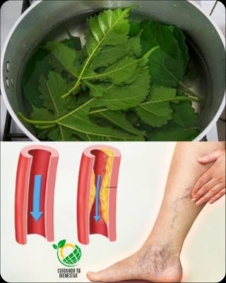 ¡El Secreto Ancestral que Tus Abuelos Guardaban! 🤫 Descubre CÓMO ESTA Hoja Natural Puede REVOLUCIONAR Tu Salud (¡No te lo Pierdas!)