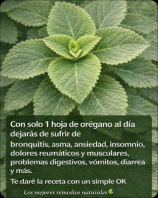 ¡No Te Lo Pierdas! El Poder Oculto de UNA Sola Hoja de Orégano Orejón para Transformar Tu Bienestar Diario