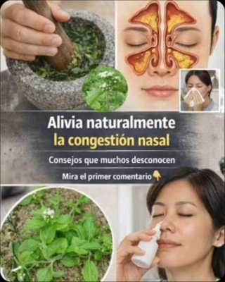 ¡Basta de Sinusitis! Descubre el Secreto Ancestral del Heliotropium Indicum que la Farmacia NO Quiere que Sepas