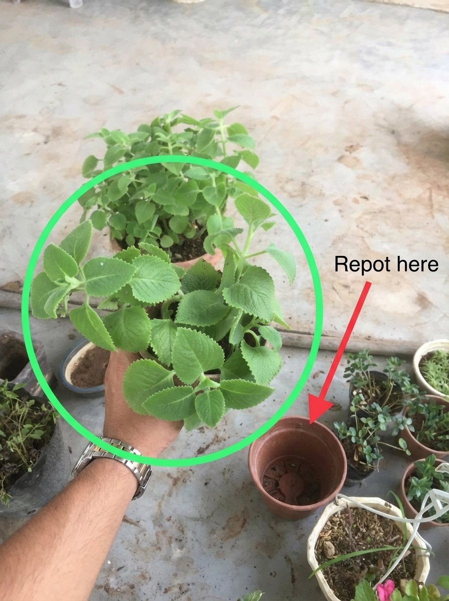 😱 ¡No Tires Tu Kalanchoe! Esta Planta Común Esconde Un SECRETO MILENARIO para tu Salud (¿Realidad o Mito Viral?)