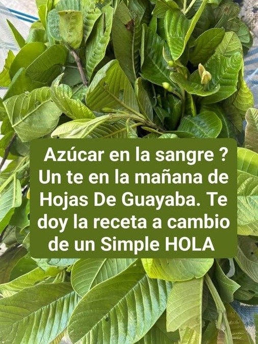 ¡Atención Diabetes! La Guayaba y Tu Azúcar en Sangre: El Secreto Que Tu Médico No Te Ha Contado (¡No Es Lo Que Piensas!)