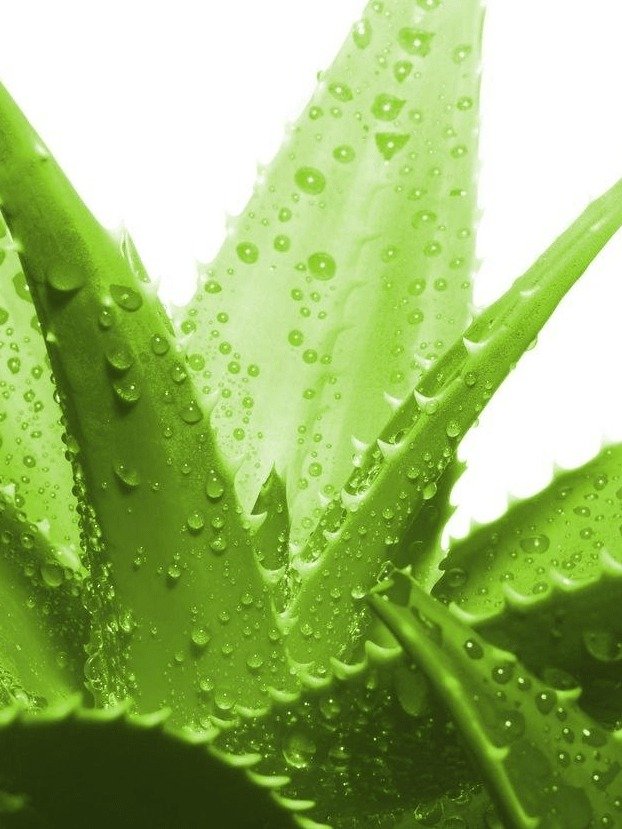 ¡El Secreto Olvidado para Piernas Ligeras y Sin Varices! Descubre el Ingrediente Natural que Transformará Tu Vida Hoy Mismo