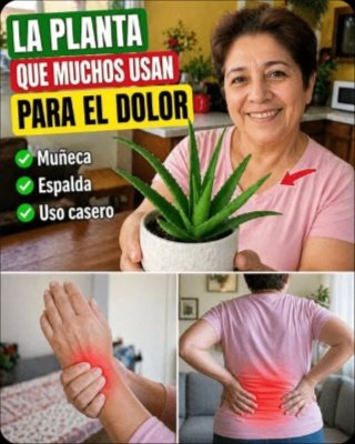 ¡No uses Kalanchoe sin leer esto! Un detalle CRÍTICO que puede cambiarlo todo para tu salud