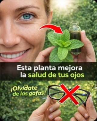 ¡No te lo vas a creer! El Orégano de Mole esconde 6 secretos para una salud que NUNCA imaginaste