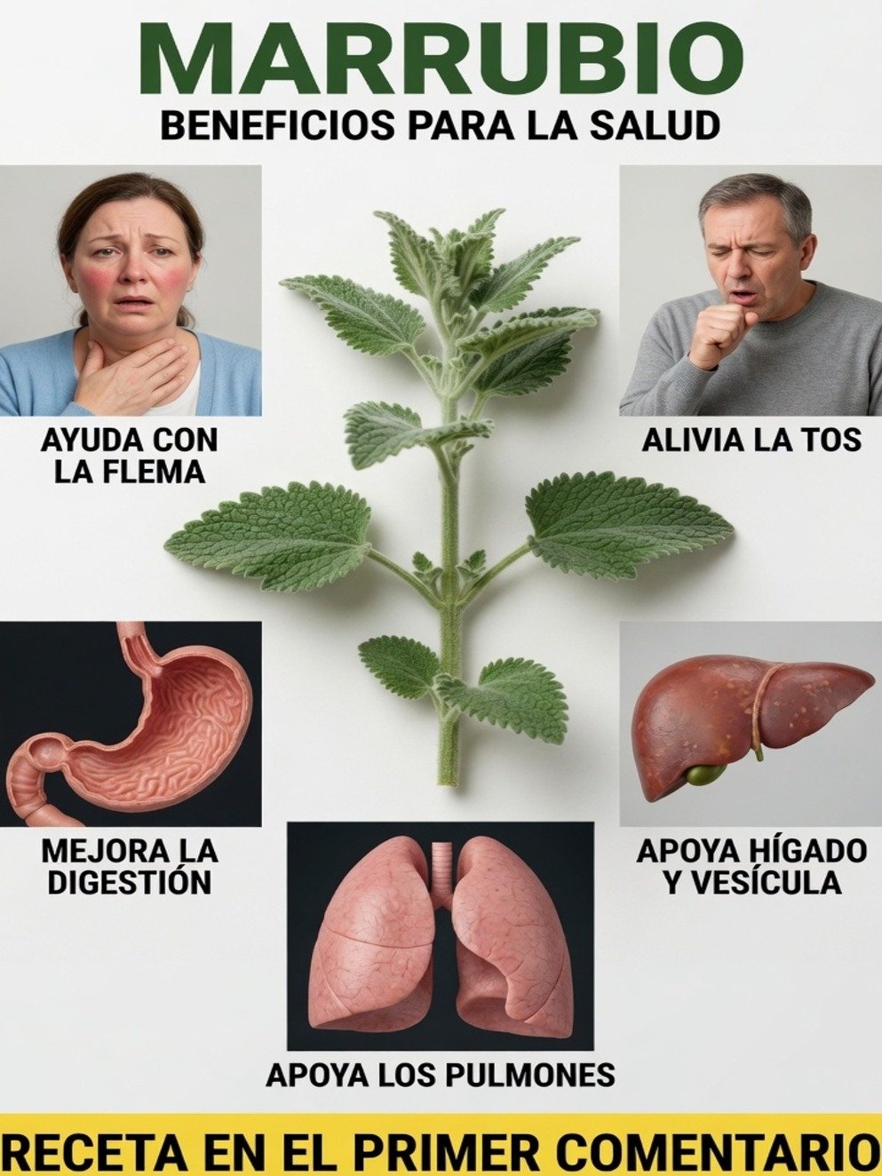 El Remedio Olvidado que los Expertos No Quieren Que Sepas: ¿Puede el Marrubio Transformar TU Salud?