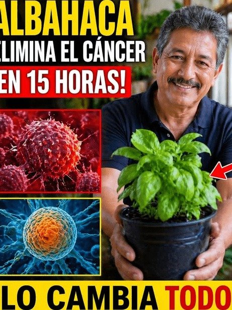 ¡ATENCIÓN! ¿La Albahaca LO CAMBIA TODO? Esto es lo que NADIE te cuenta y DEBES saber ANTES de caer en el mito viral
