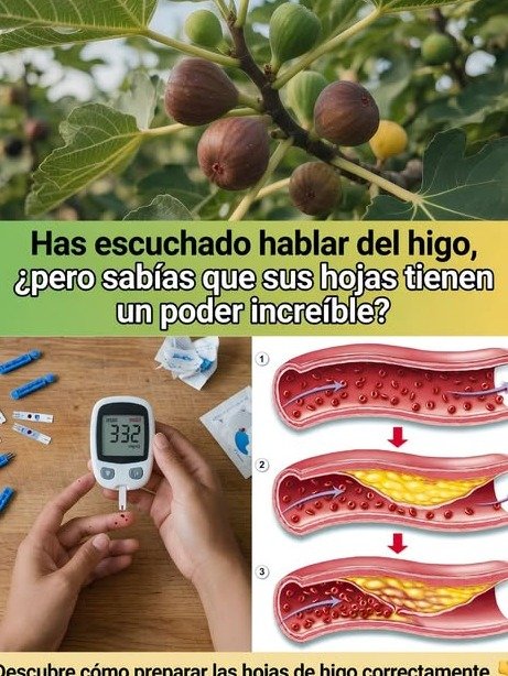 El SECRETO MEJOR GUARDADO de la Naturaleza: 8 Sorprendentes Beneficios de las Hojas de Higo que Transformarán tu Salud para Siempre (¡No te lo pierdas!)