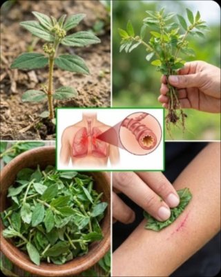 Euphorbia hirta: ¿La CURA MILAGROSA o un RIESGO OCULTO? Descubre sus 9 beneficios y la VERDAD que nadie te cuenta