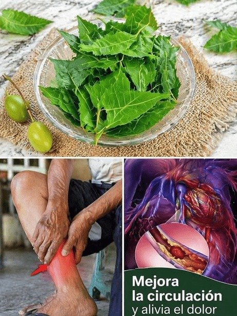 La Hoja Secreta Que Podría Revolucionar Tu Azúcar y Circulación (¡Pero Cuidado! Hay Un Peligro Oculto Que NADIE Te Dice)