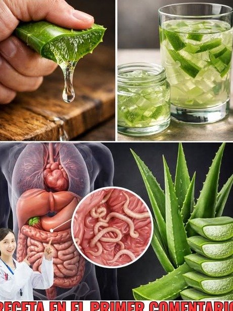 Aloe Vera: ¿El Antibiótico Natural Definitivo? La Ciencia Revela 7 Verdades que Necesitas Saber (¡Antes de Usarlo Mal!)
