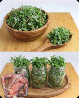 ¡Alerta! Estás TIRANDO a la basura el superalimento más potente que crece GRATIS en tu jardín (y no lo sabes)