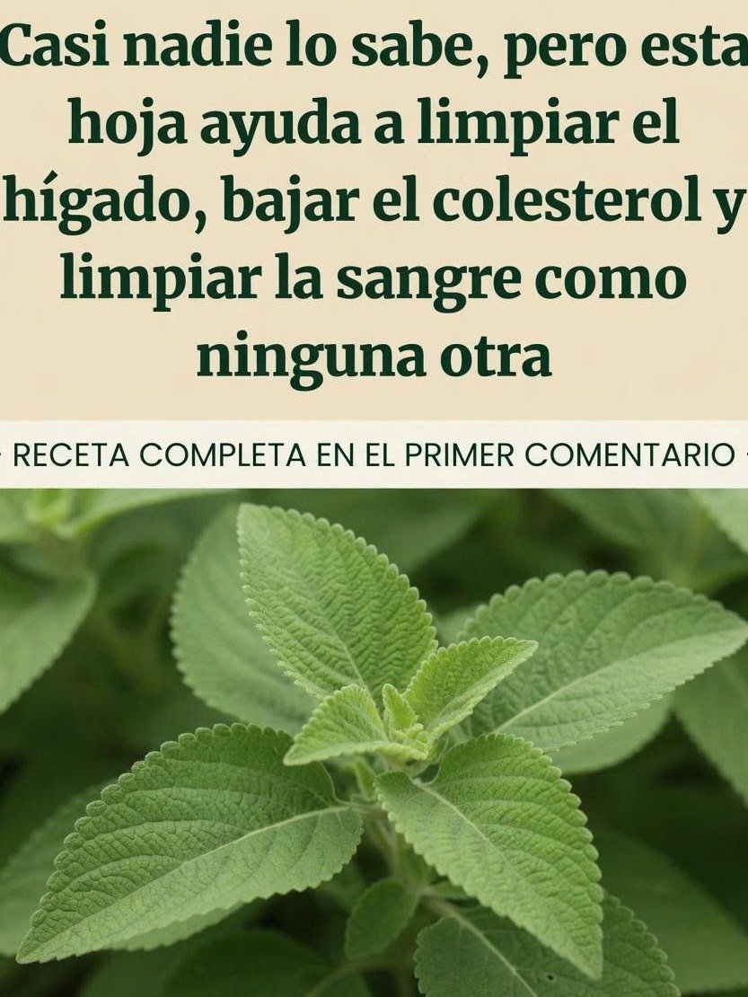 ¡Despierta Tu Hígado! El Boldo: La Planta Secreta que Podría Revolucionar Tu Digestión y Energía (y por qué DEBES probarla)