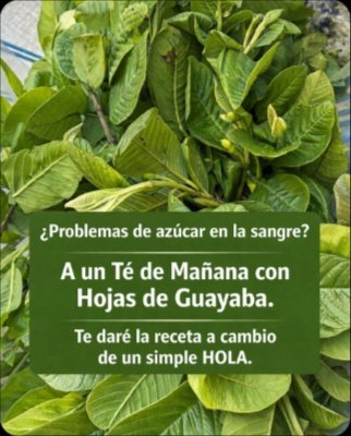 ¡No lo vas a creer! El Té de Hojas de Guayaba Esconde 7 Poderosos Secretos para Tu Salud que DEBES Conocer Ahora