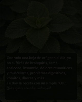 ¡Alerta Saludable! Una Sola Hoja de Orégano Orejón al Día Podría Transformar Tu Cuerpo (Lo Que Necesitas Saber ANTES de Probarlo)
