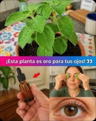 ¡Alerta Roja! Tu Vista Corre Peligro: El Hábito Natural que el 90% de los Adultos Mayores Olvida (y que es vital para tus ojos)