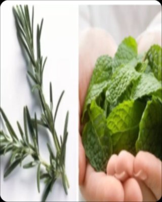 ¡ALERTA! El Secreto de la Hierbabuena y el Romero para Rodillas y Caderas: ¿Alivio Real o Puro Mito? (La Verdad te Sorprenderá)