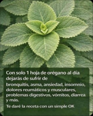 El Secreto del Orégano Orejón: ¿Es Verdad que UNA Sola Hoja al Día Puede REVOLUCIONAR Tu Salud? ¡La Ciencia Habla!