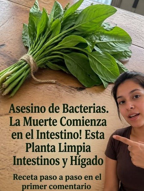 ¡El Secreto Guardado de la Espinaca Revelado! Limpia Tu Intestino, Desinflama y Pierde Peso SIN Esfuerzo (Lo Que Nadie Te Cuenta)