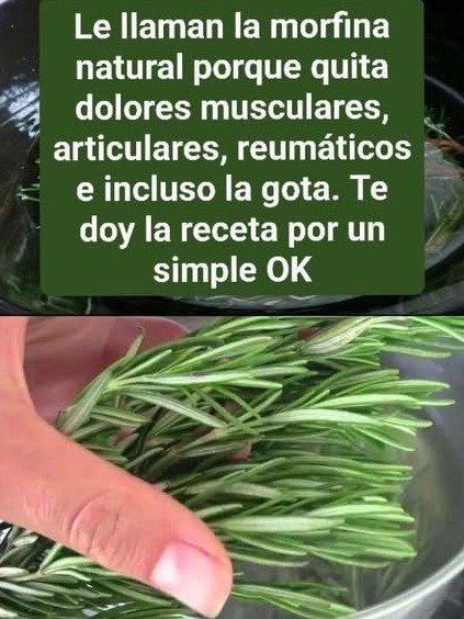 ¡ALERTA! El Romero es la 'Morfina Natural' que NADIE te Contó: Calma, Sana y Revitaliza tu Cuerpo al Instante (¡No te lo Pierdas!)