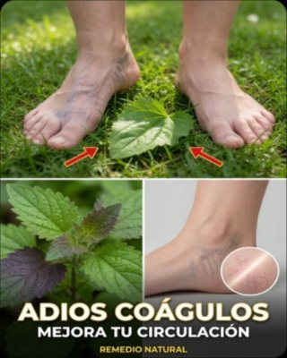 El SECRETO Oculto: 6 Hierbas Que la Ciencia CONFIRMA Que Transformarán TU Salud (¡Tienes Que Saber Esto!)