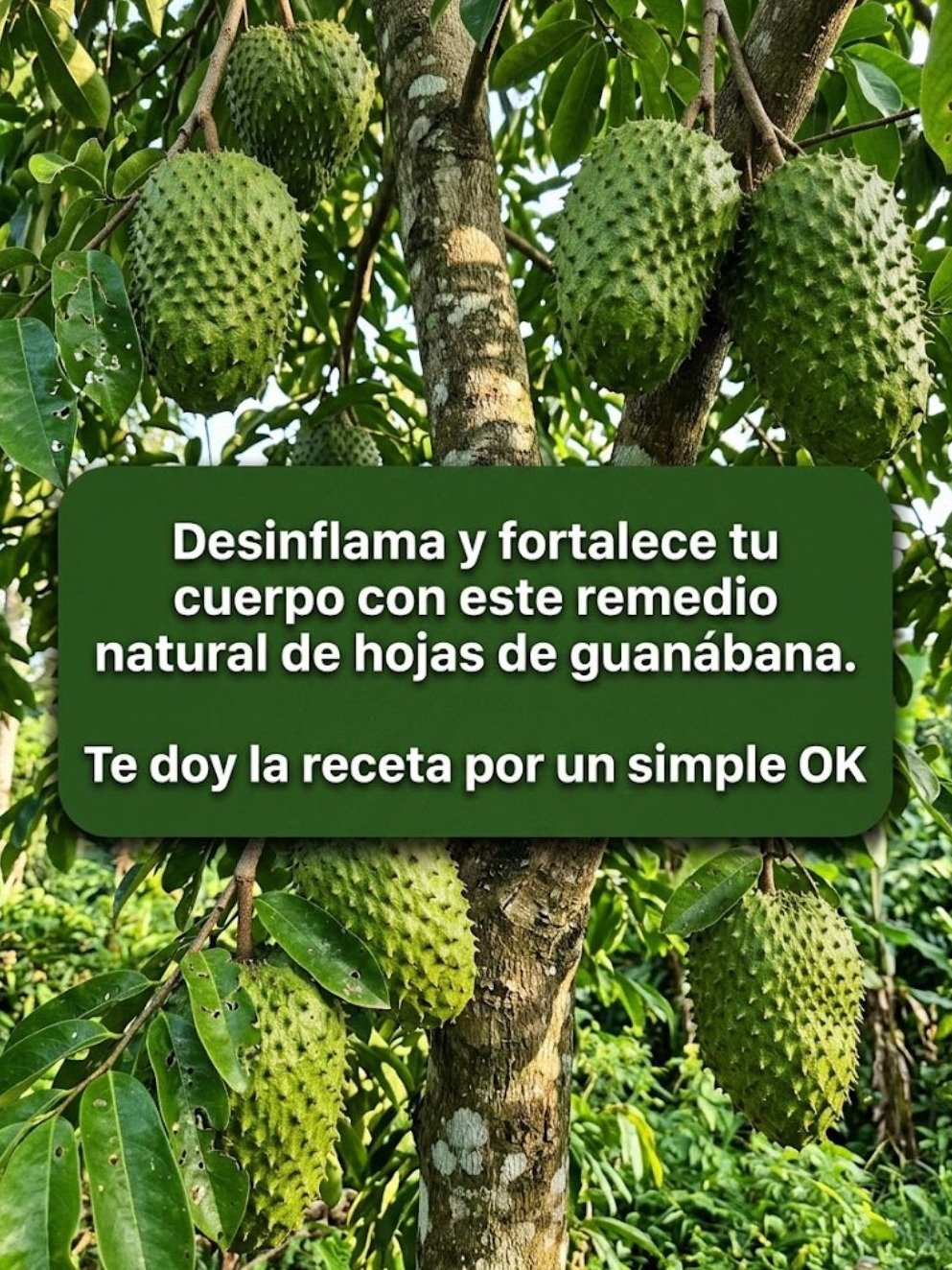 ¡Desbloquea Tu Bienestar Diario! Descubre el Asombroso Té de Hojas de Guanábana que Debes Probar HOY