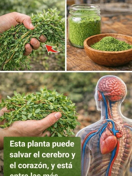 ¡ALERTA! Si Ves ESTA Planta en Tu Jardín, NO la Arranques: Esconde un Secreto que Tu Salud Te Agradecerá