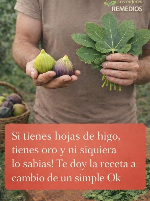 ¡No Lo Creerás! Las Hojas de Higo Esconden un 'Oro Verde' Capaz de Transformar Tu Salud (Y Cómo Usarlo HOY)