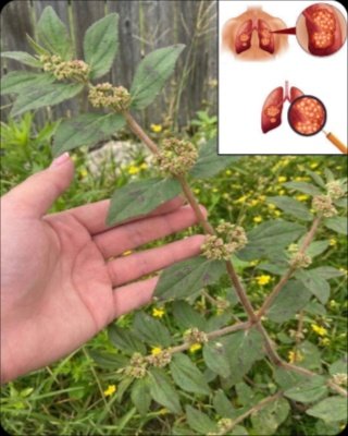 La 'Hierba del Asma' (Euphorbia Hirta): ¿Milagro Natural o Peligro Oculto? Lo que NADIE te Cuenta y Debes Saber YA