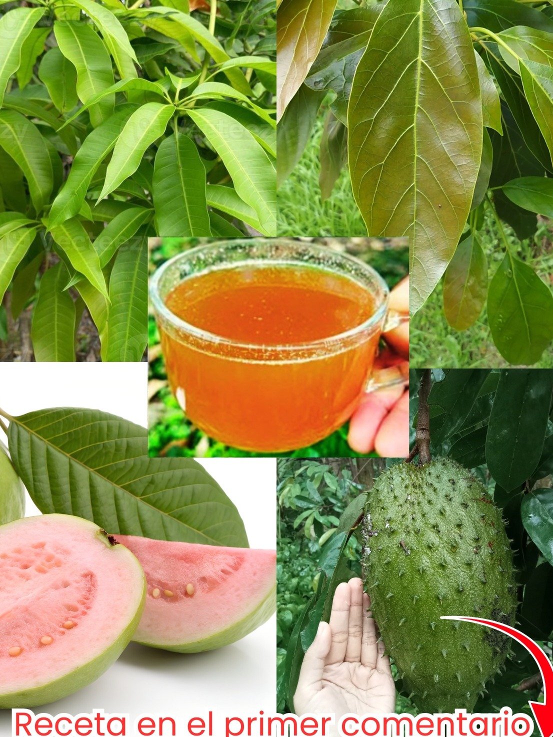 ¿Diabetes y Presión Alta? ¡Estas 4 Hojas Comunes Podrían Cambiarlo Todo! El Secreto Natural que Nadie Te Cuenta
