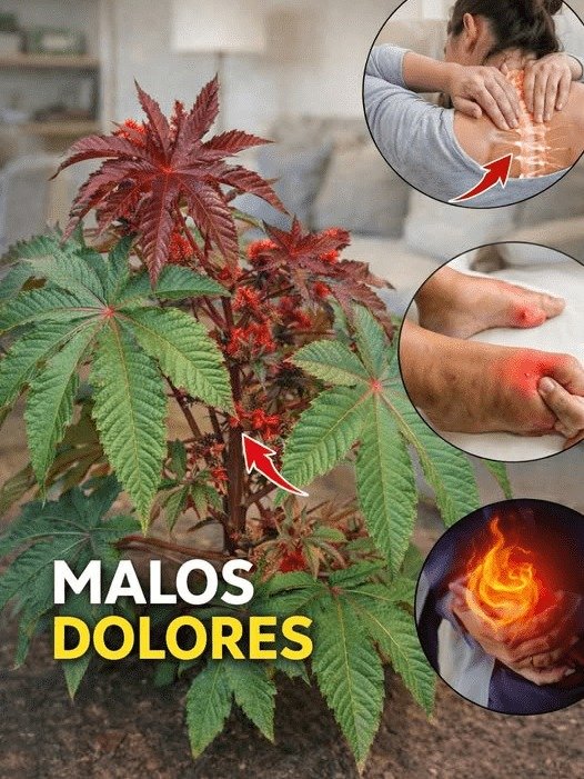 ¿Dolores en Adultos Mayores? ¡Tu Jardín Esconde el 'Oro' que Necesitas! Pero Hay Un PELIGRO Que NADIE Te Cuenta