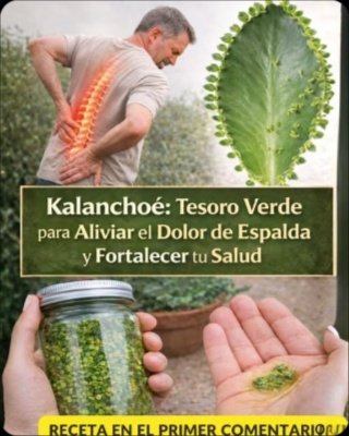 ¡CUIDADO! El Kalanchoe NO es una planta milagrosa: Los 7 SECRETOS y RIESGOS que DEBES saber ANTES de usarla