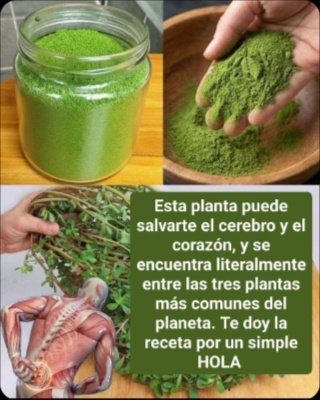 La 'Maleza' Milagrosa: ¡7 Razones Impactantes Por Las Que La Verdolaga Transformará Tu Salud Desde HOY!