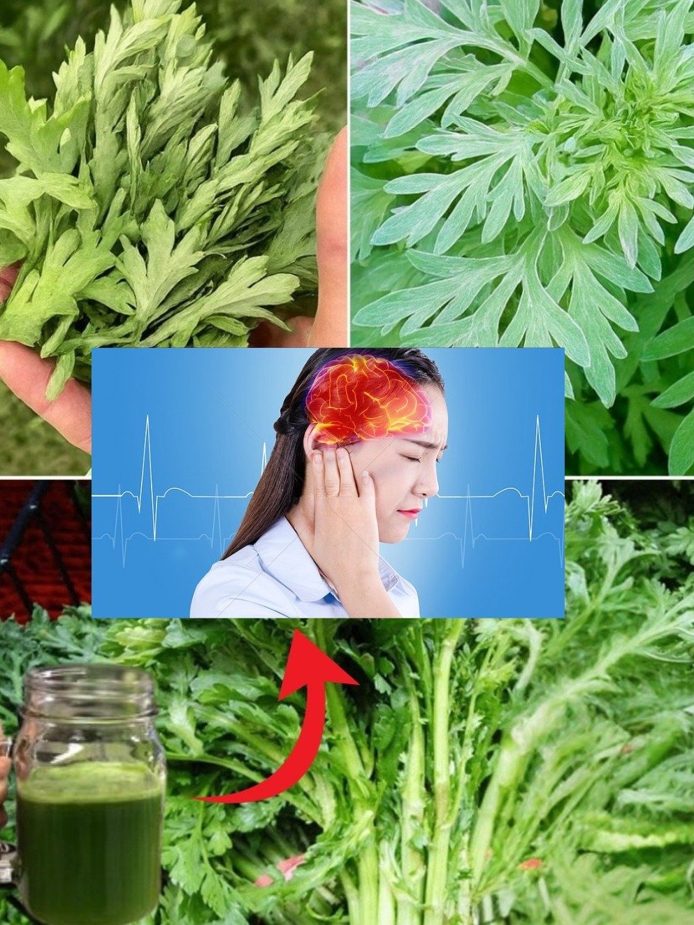 El SECRETO Ancestral para Dormir Profundo: La Artemisa Que Tu Médico No Te Cuenta (¡Y Cambiará Tus Noches PARA SIEMPRE!)