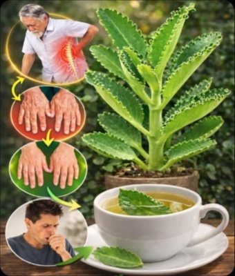 Kalanchoe: ¿El Milagro Natural o la Planta que Podría Poner en Riesgo tu Vida? La VERDAD que Nadie te Cuenta