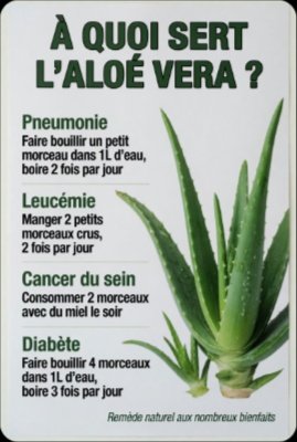¡Desbloquea el Poder! 🌿 16 Problemas de Salud que el Aloe Vera Podría Transformar (La Ciencia Habla Claro y Sin Filtros)