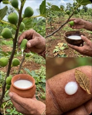 El Remedio 'Natural' que Puede QUEMARTE: La Savia de Higo y Sus 5 Peligros Ocultos (¡No Hagas Esto!)