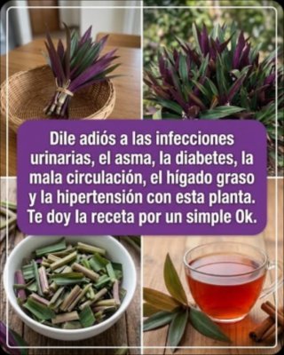 ¡No creerás lo que el Maguey ESCONDE! La verdad impactante sobre la planta ancestral que todos están compartiendo (y lo que DEBES saber ANTES de usarla)