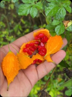 ¡El Secreto AMARGO que tu Páncreas Te Está Suplicando! Descubre la Planta Viral que Podría Estabilizar Tu Azúcar HOY