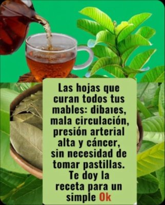 ¡Alerta Saludable! Descubre las 8 Hojas Medicinales que REALMENTE Funcionan (y cómo usarlas ANTES de que sea tarde)