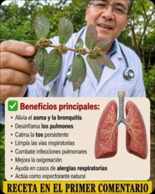 ¡No La Tires! Esta "Maleza" Esconde Un PODER Curativo Que Pocos Conocen: Descubre la Euphorbia Hirta y Sus Secretos