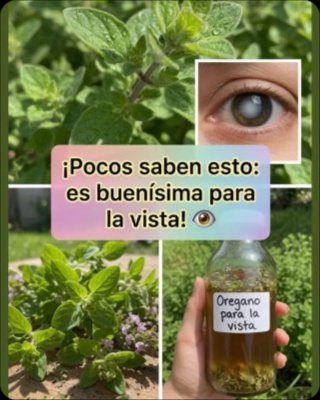 ¡No Caigas en el Engaño! La Verdad Impactante del Orégano Orejón y tu Vista: ¿Mito o Solución Real?